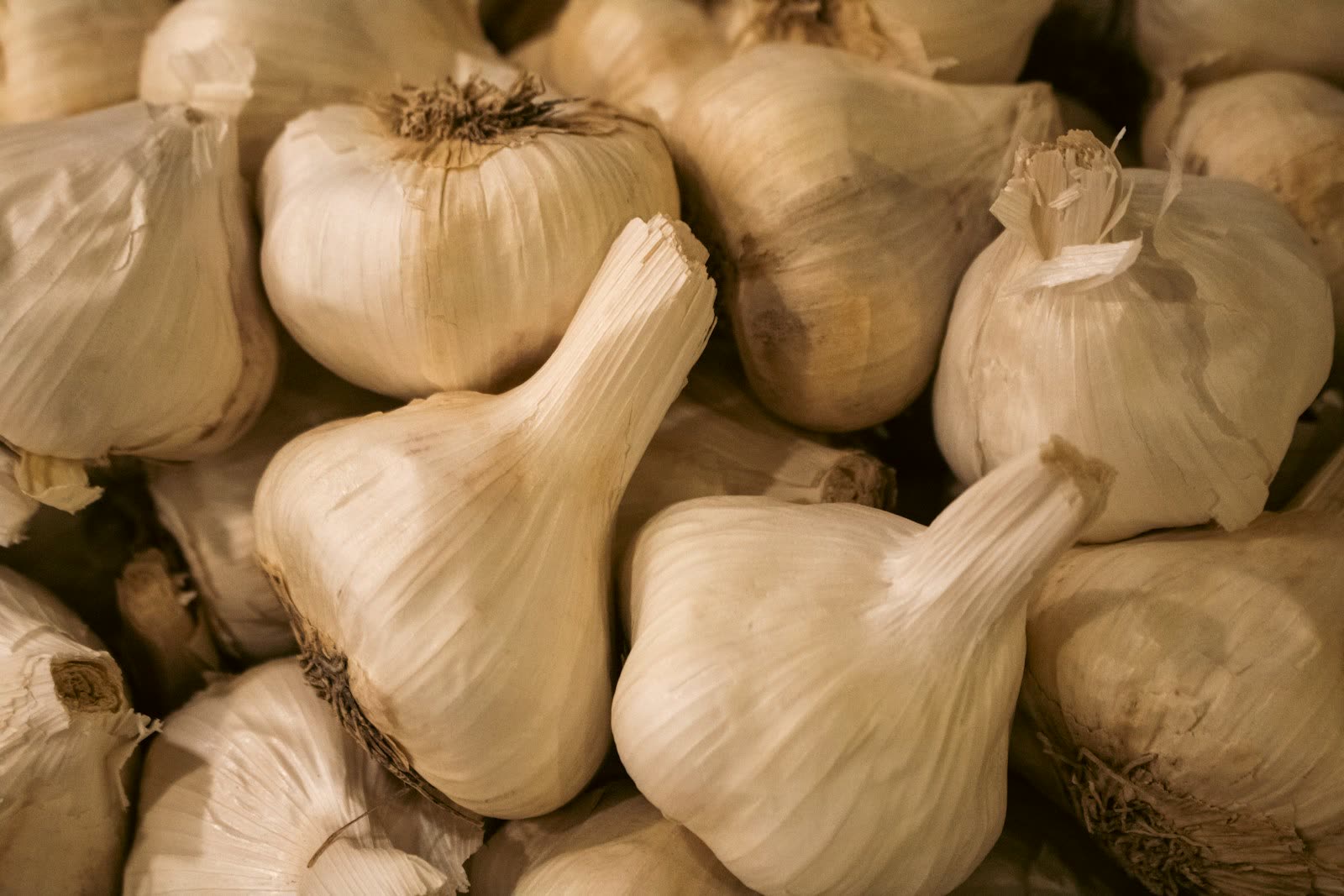 White garlic bulbs piled together