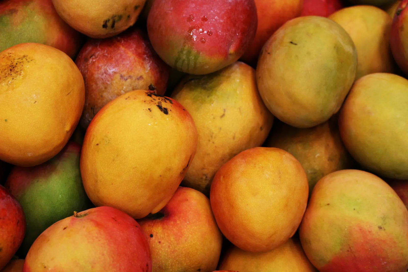 Ripe mangoes of an even size and colour