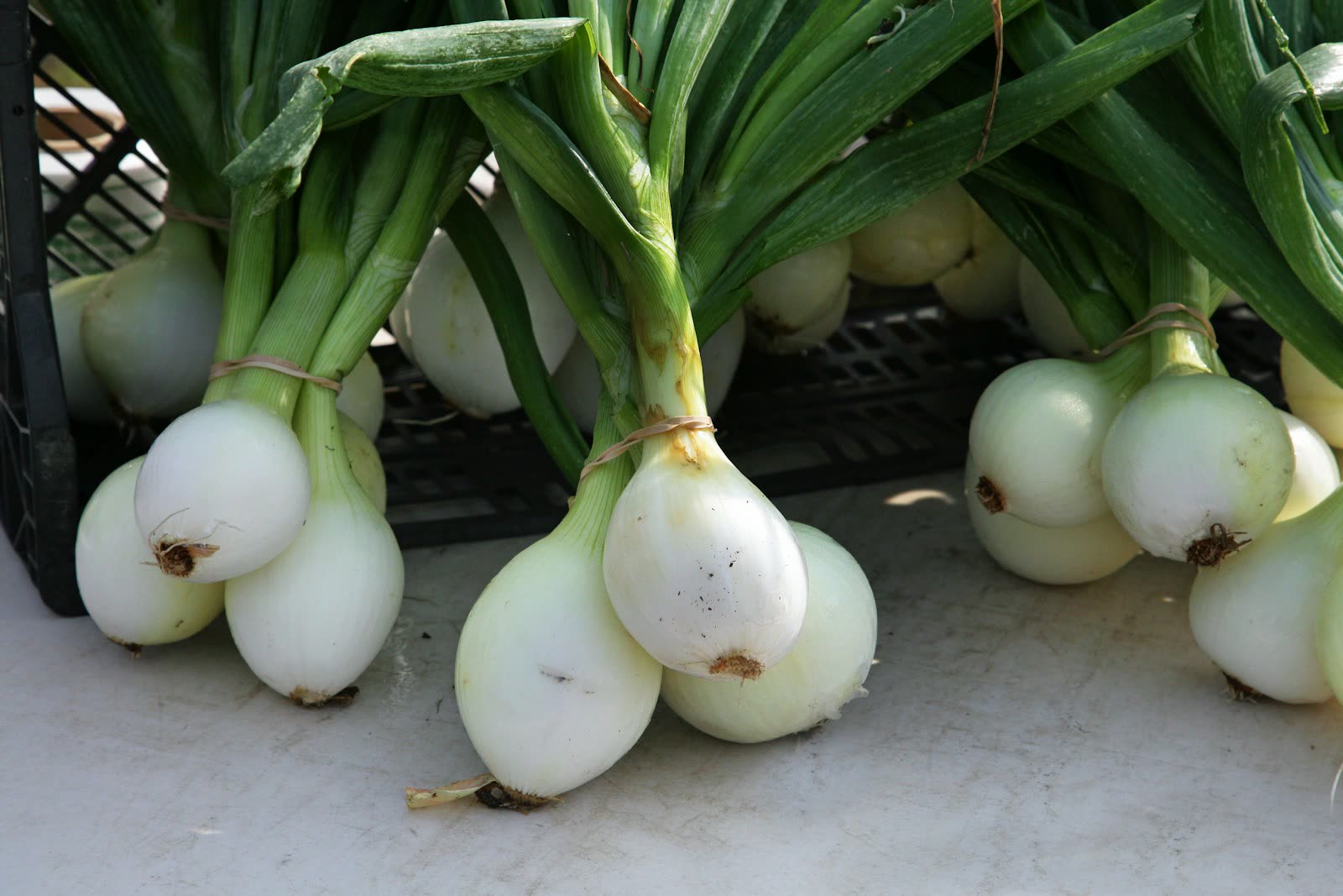 Bunches of green onions with white bulbs