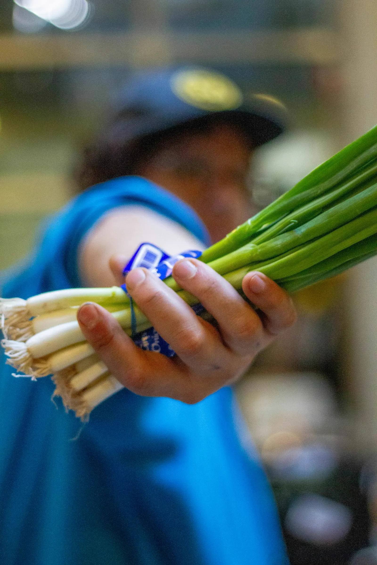 A hand holding out a fresh bunch of green onions