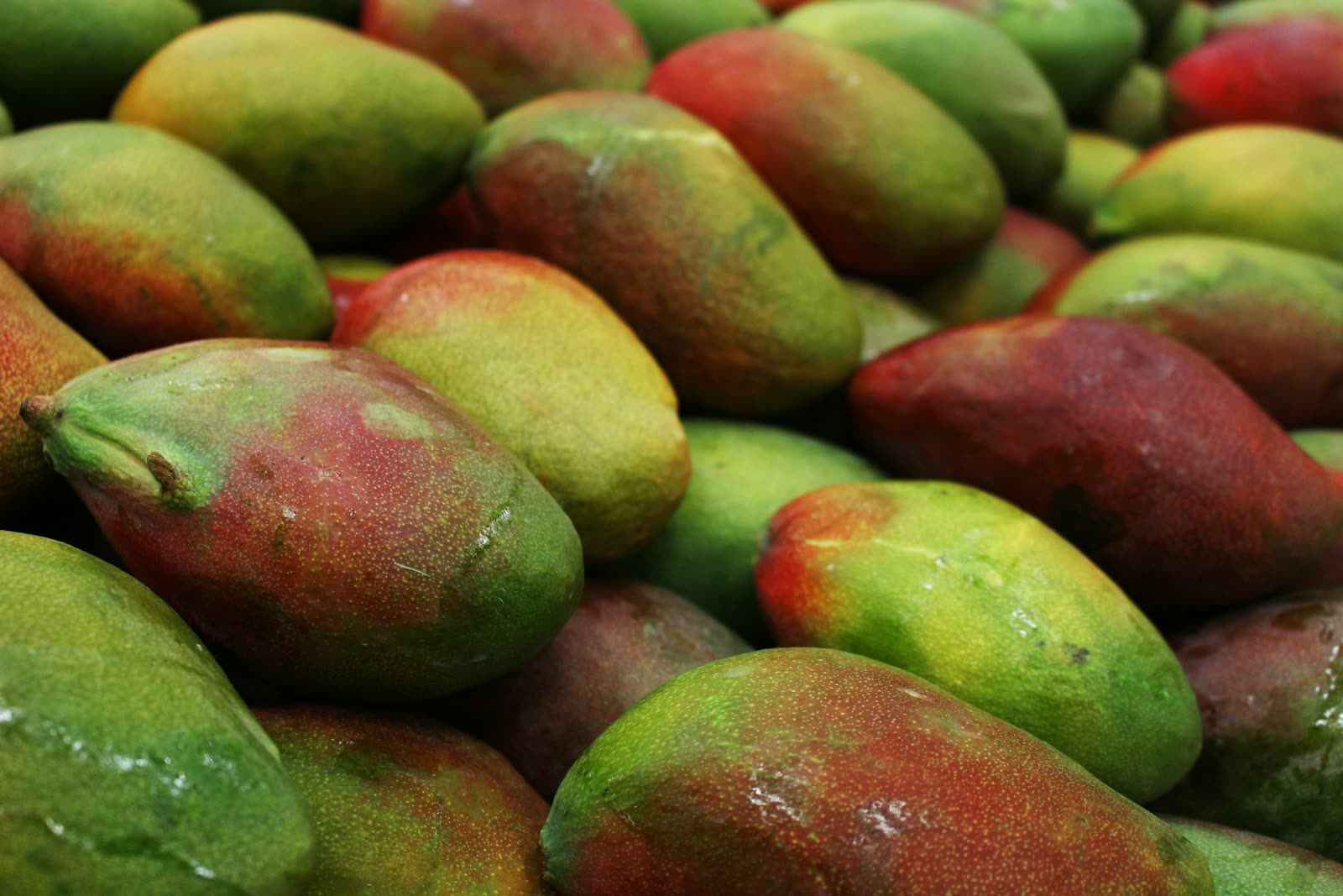 Ripe mangoes with red and green skins