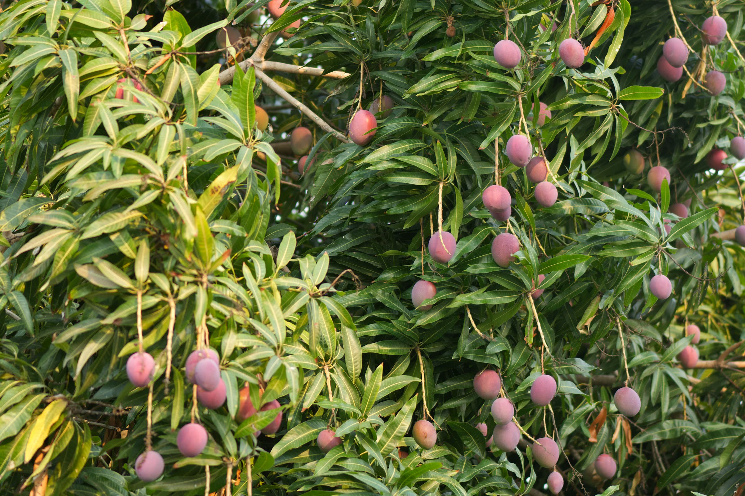 Mango trees heavy with fruit in a sunlit orchard